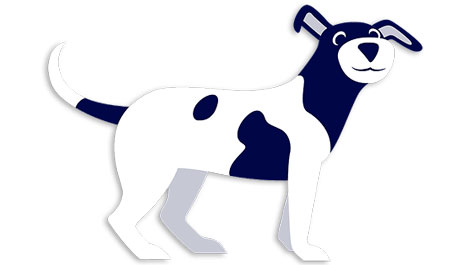 Hvor godt kender du din hund?