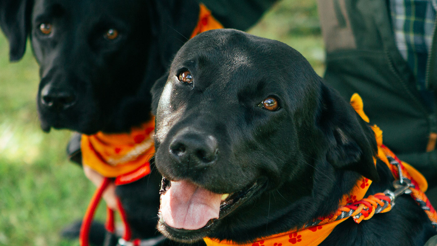 De to sorte labrador retrievere Basse og Freddy med besøgshundetørklædet på
