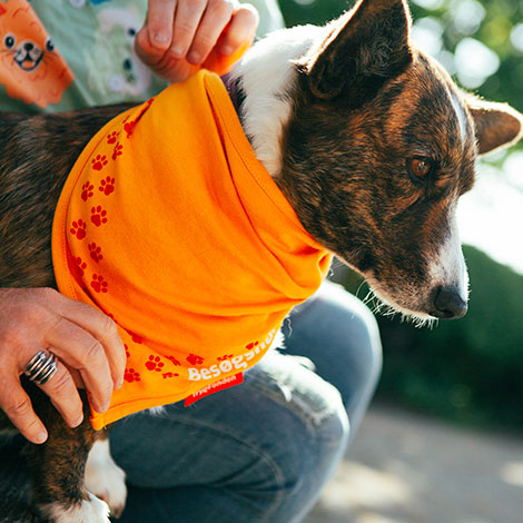 Besøgshunden Ilse med sit orange TrygFonden-tørklæde