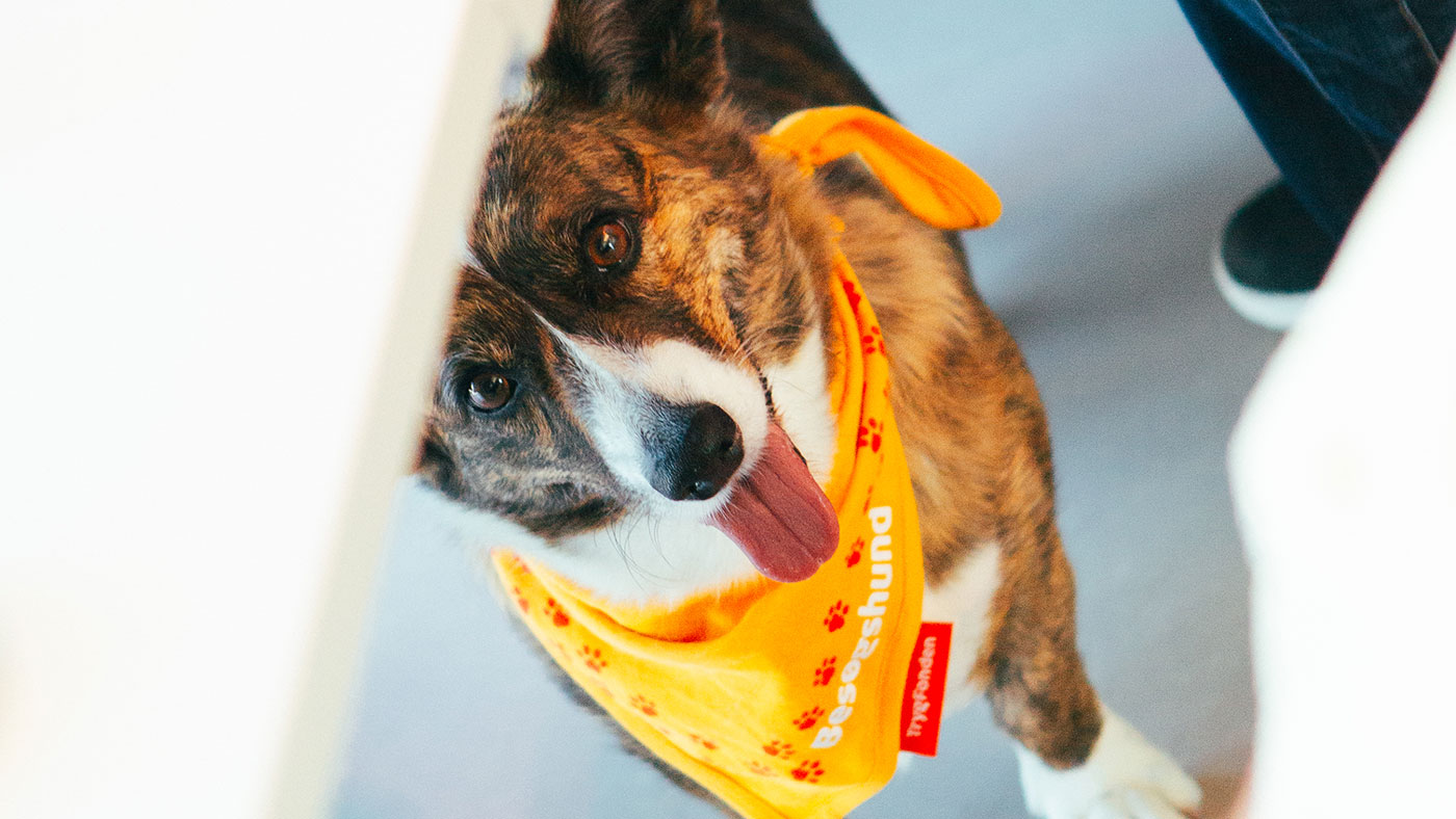 Besøgshunden Ilse kigger op fra under et bord