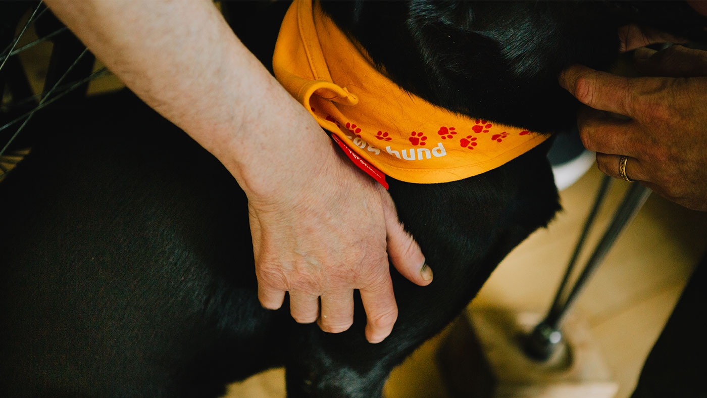 Et par hænder kæler for en sort labrador med et orange besøgshundetørklæde på.