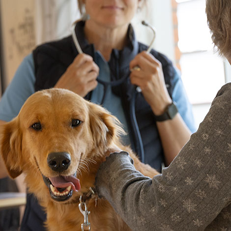 Hund undersøges af dyrlæge til optagelsesprøve til TrygFonden Besøgshunde