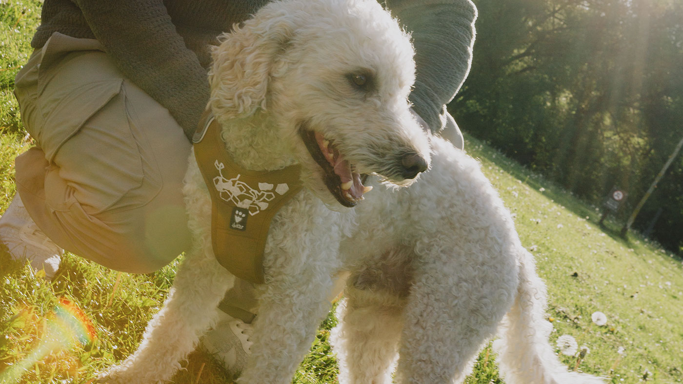 Besøgshunden Eddie udendørs mes sin ejer Emil