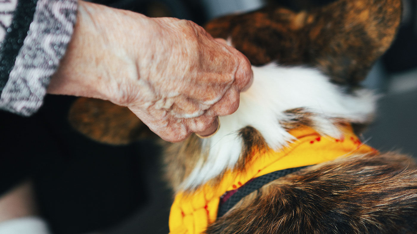 Ældres hånd aer besøgshunden Ilse